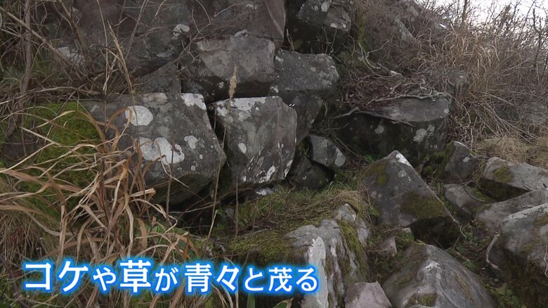 温風穴の周りには冬にもかかわらず緑が