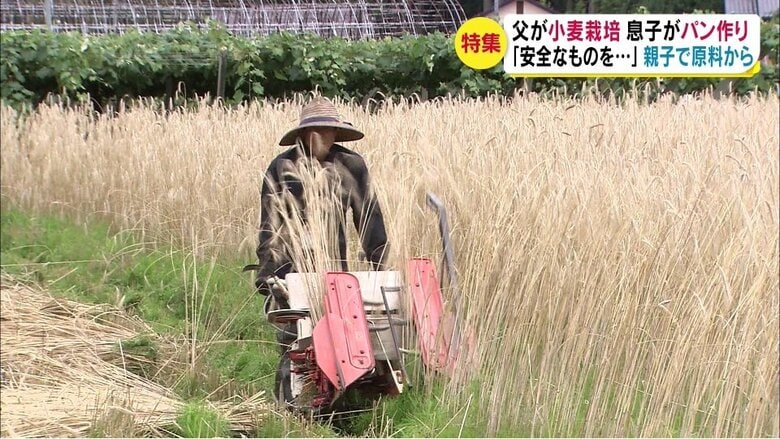 小麦を栽培する父・人士さん