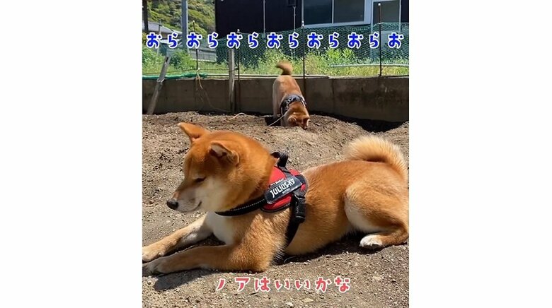 手前：ノアちゃん　奥：穴掘りをするゆうまくん