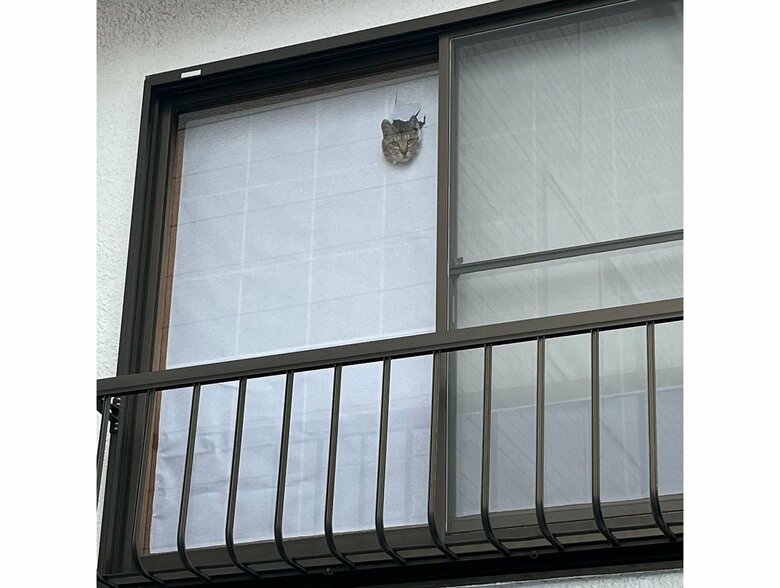 障子の穴から顔を出して外を見ている（提供：ちびまるまろんさん）