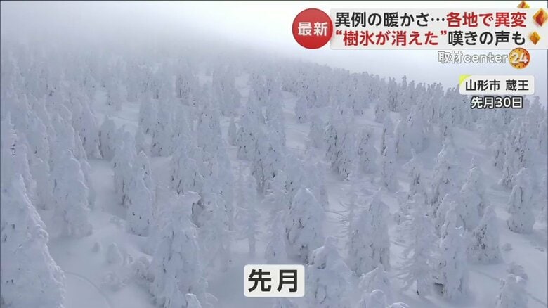 1月30日撮影。頂上に向かうロープウェイから見る山形蔵王の樹氷
