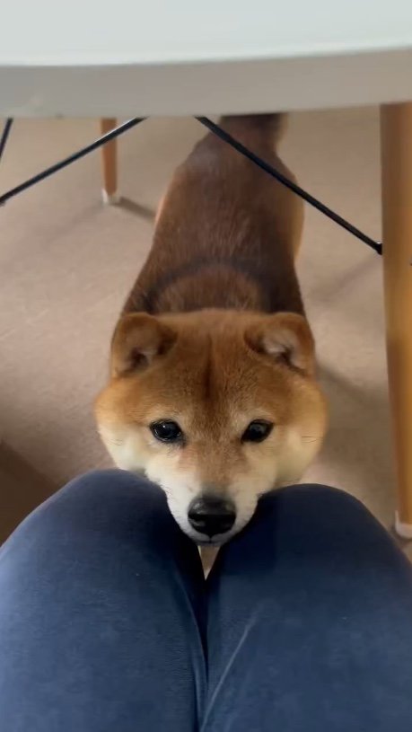 提供：Nerushibaさん