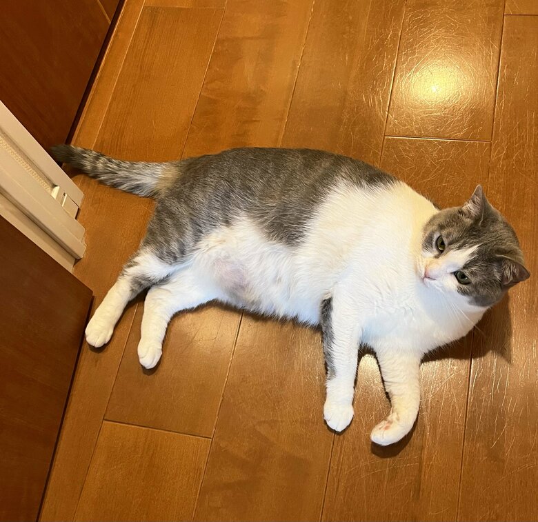 提供：いずもん/まろ様さん