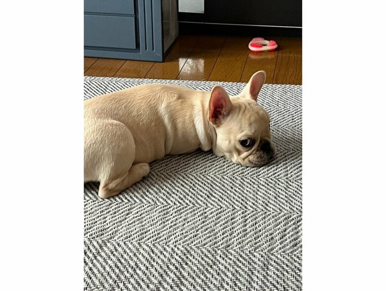 叱られている時（提供：みるくちゃん）