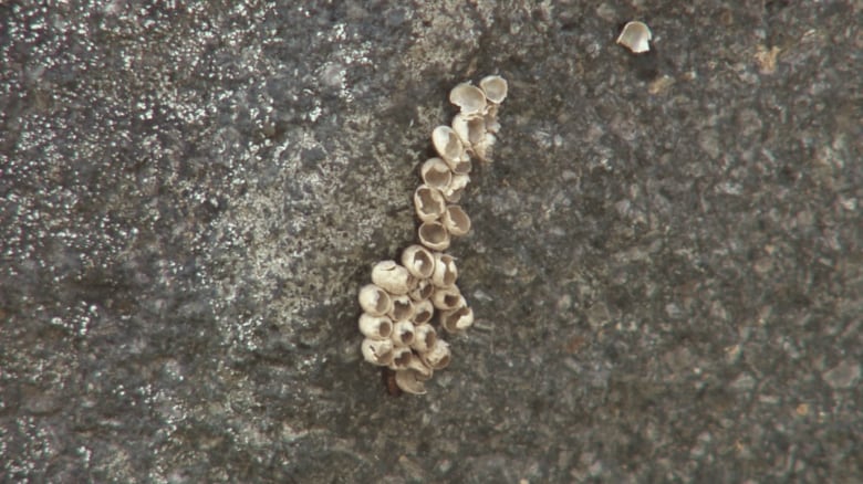 クスサンの卵がびっしり