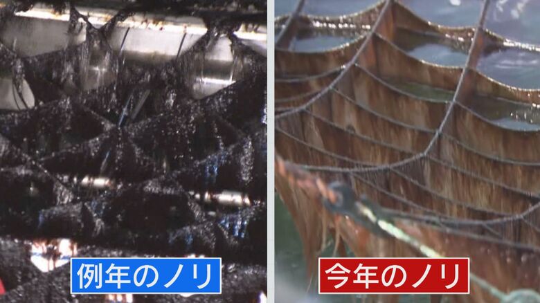 今年のノリは茶色く色落ちしている