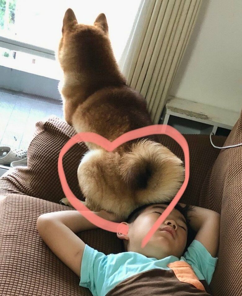 提供：柴犬勇者むぎさん