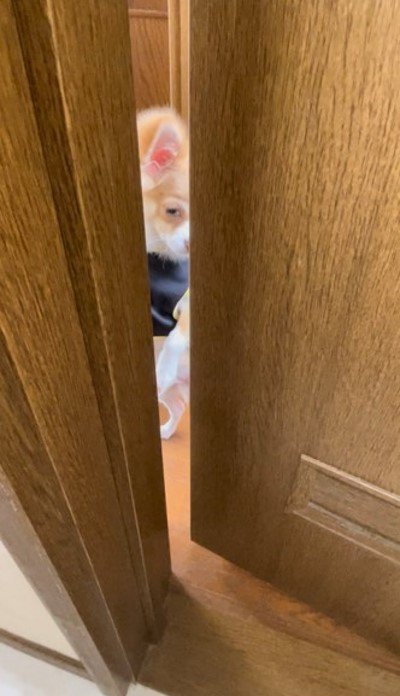 提供：ふくのすけさん