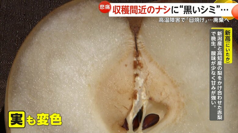 高温障害により、実の部分も変色した梨