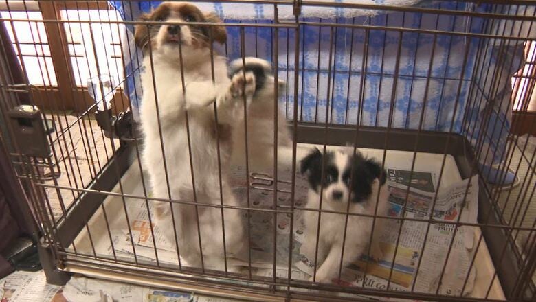 池田さん宅の犬（松本市）
