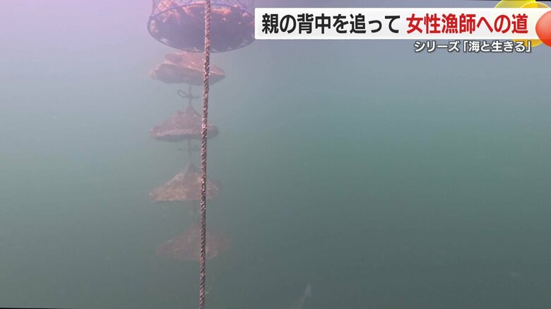 かごに入れた「ヒオウギ貝」の稚貝を水深４メートル前後に沈める