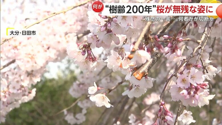 枝が切断されているのが見つかった樹齢200年と言われる大原大しだれ桜（大分・日田市）