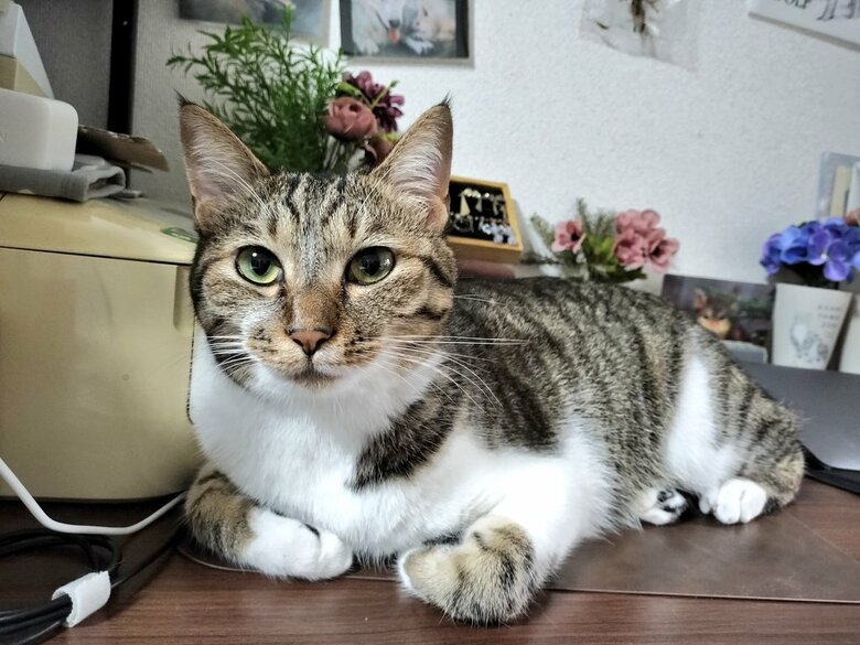 提供：猫のテトさん
