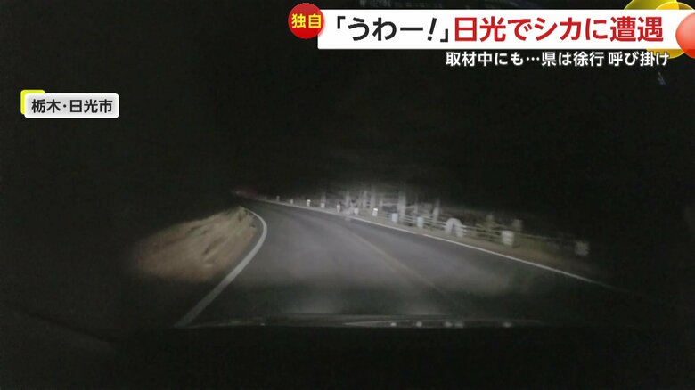 シカが車の前に飛び出す瞬間（10月30日、栃木・日光市）①