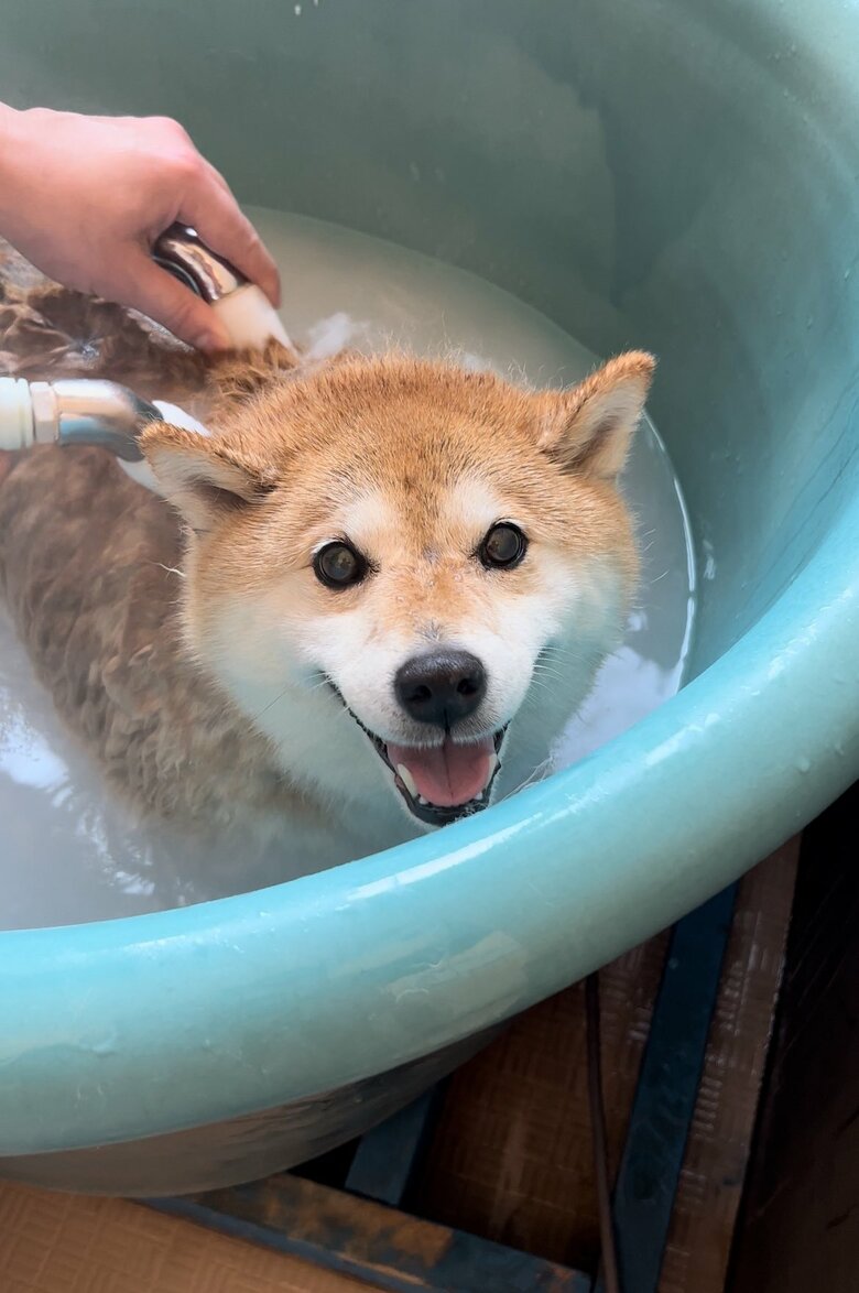 画像提供：柴犬ハナさん