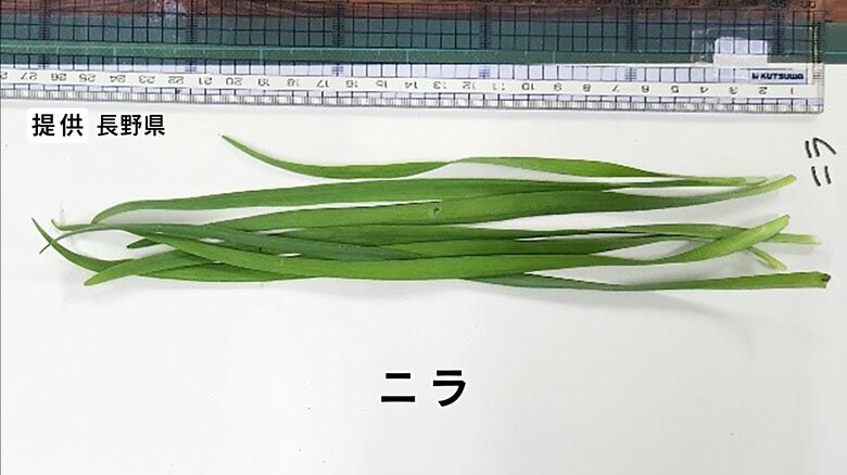 女性が自宅敷地内の畑で採ったニラ　提供：長野県