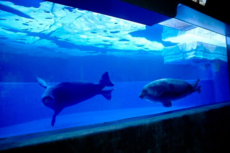 泳ぐバイカルアザラシ（提供：サンシャイン水族館）