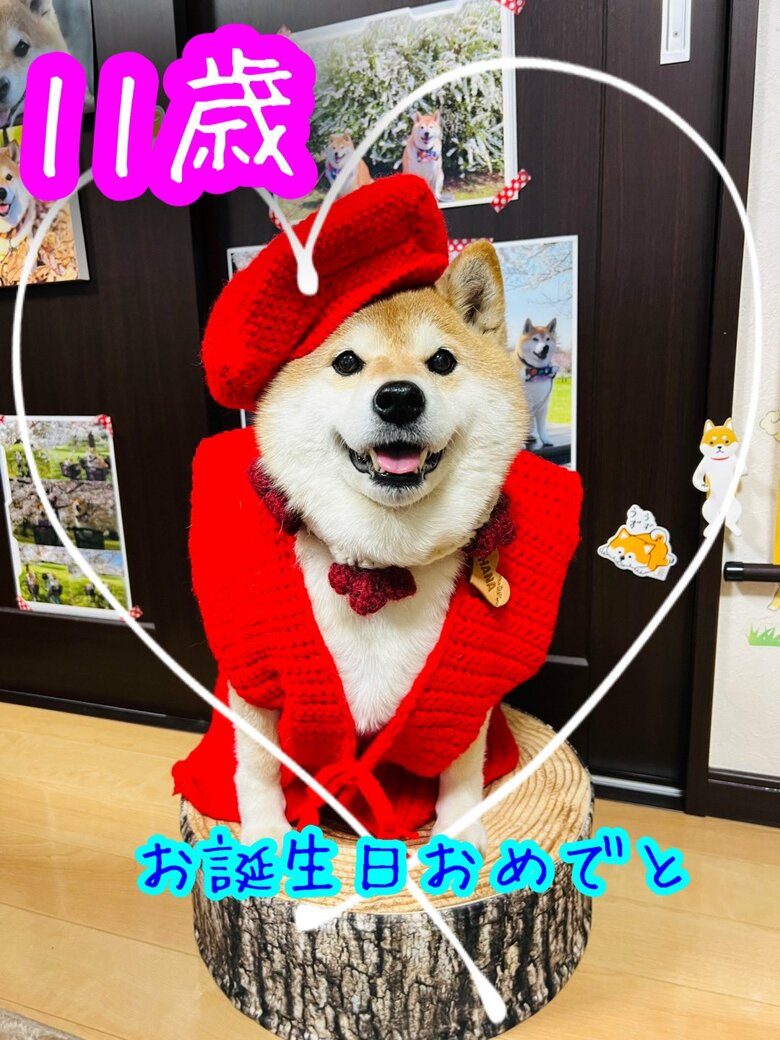 画像提供：柴犬ハナさん