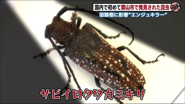 2021年夏、国内で初めて郡山市で発見された「サビイロクワカミキリ」