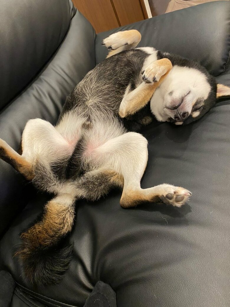 提供：柴犬むさしとこじろうさん