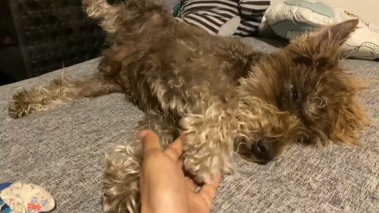 ベッドでお疲れモードの兄犬くん