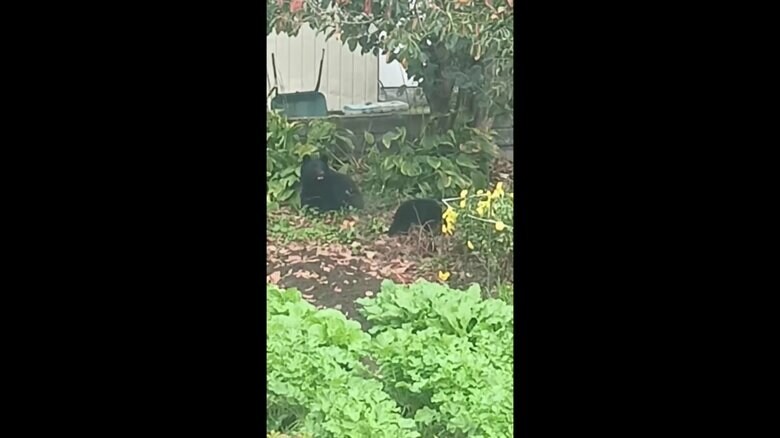 畑で野菜を食べる2頭のクマ（視聴者撮影）