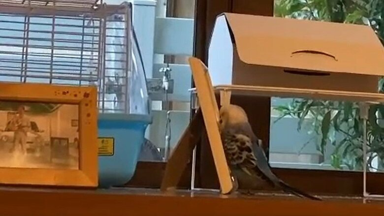 普段は聞く側のぽっぽくんが、ぴっぴくんのまねをしていた