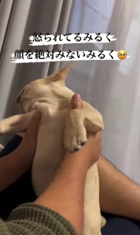 提供：みるくちゃん