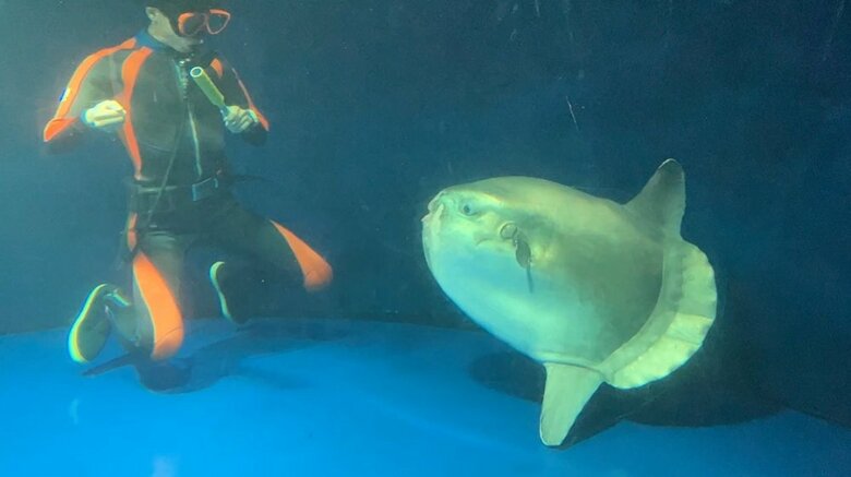 ダイバーとマンボウ（提供：サンシャイン水族館）