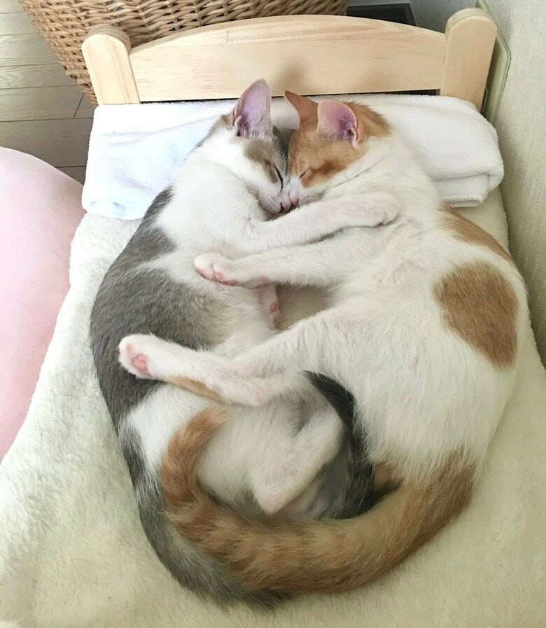 抱き合って寝る2匹