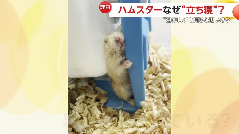 飼育員も驚く珍しい二足立ちのまま寝ていたハムスター