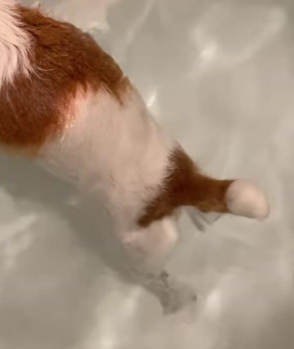 ご機嫌なしっぽ