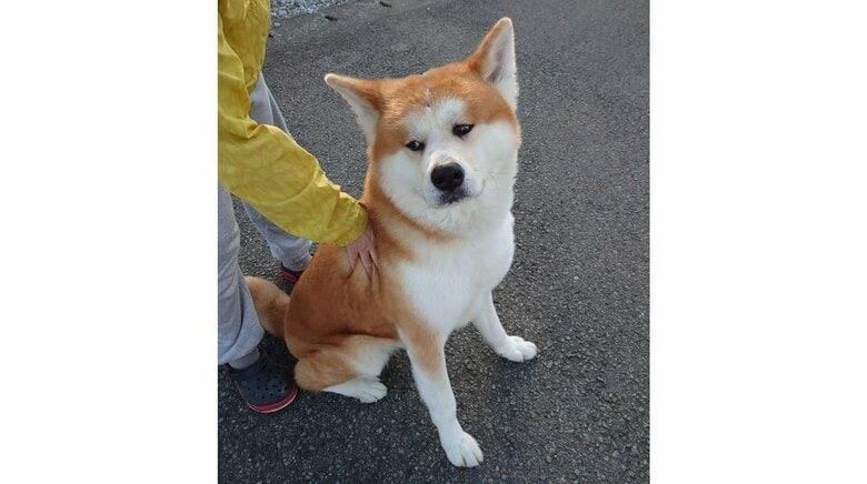 もうすぐ家だと察して座り込む　押しても動かない