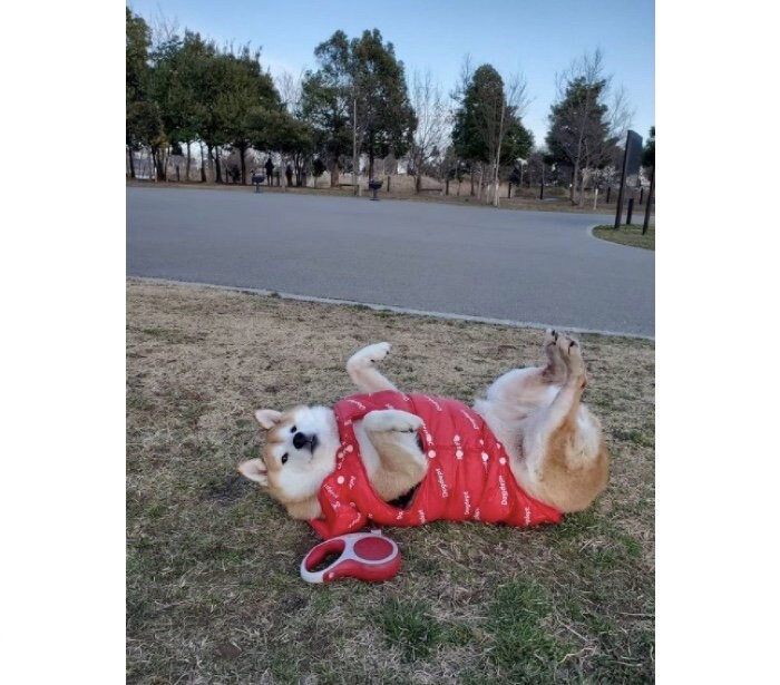 提供：柴犬ななさん