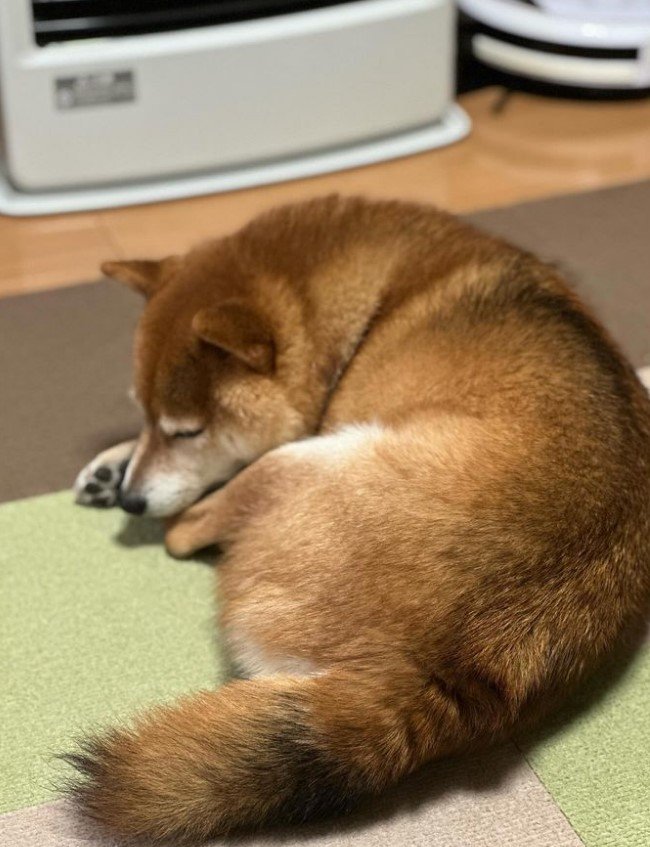 提供：Nerushibaさん