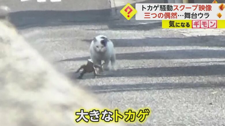 ネコに追いかけられトカゲが必死に逃げている瞬間⑤