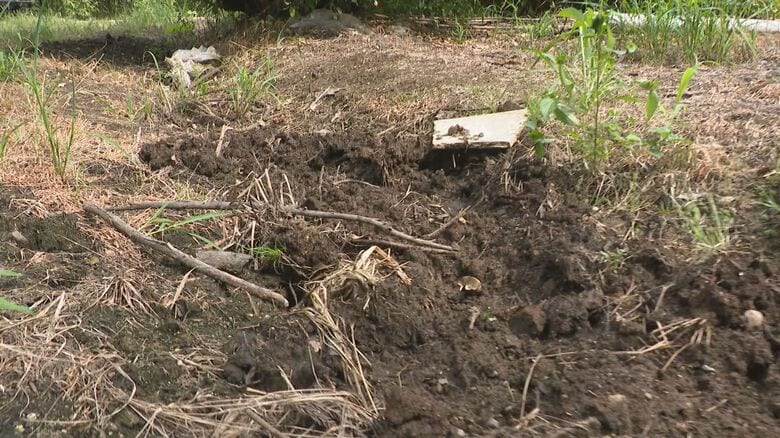 イノシシに荒らされた畑