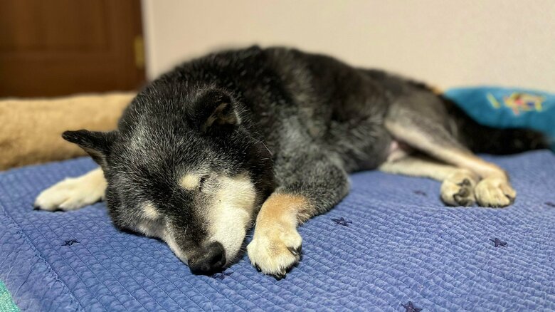 すやすやな様子