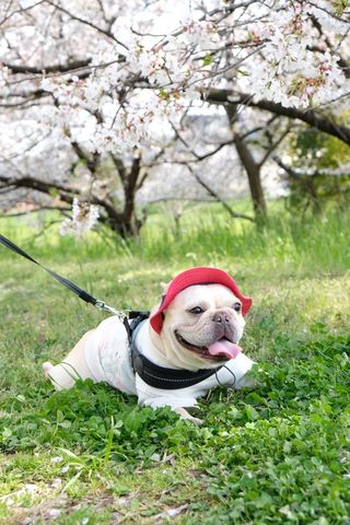 提供：むぎさん