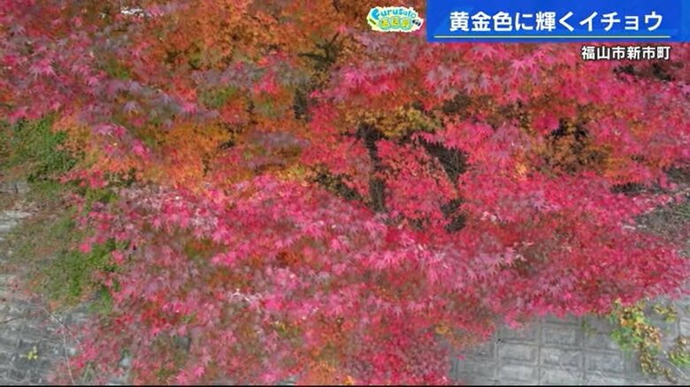 福山市　備後一宮・吉備津神社