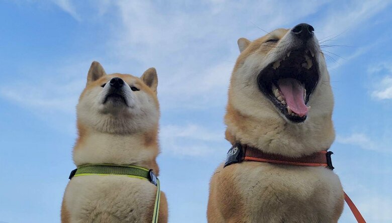 提供：@Shibamugi28