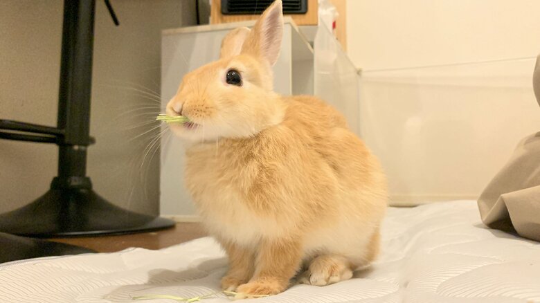 うるちくん（提供：げんまいとうるちさん）