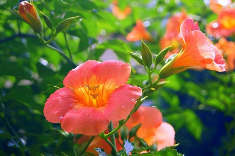 ノウゼンカズラの花（PIXTA）