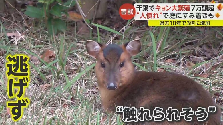 手を伸ばせば触られそうな距離まで近づいても逃げようとしない