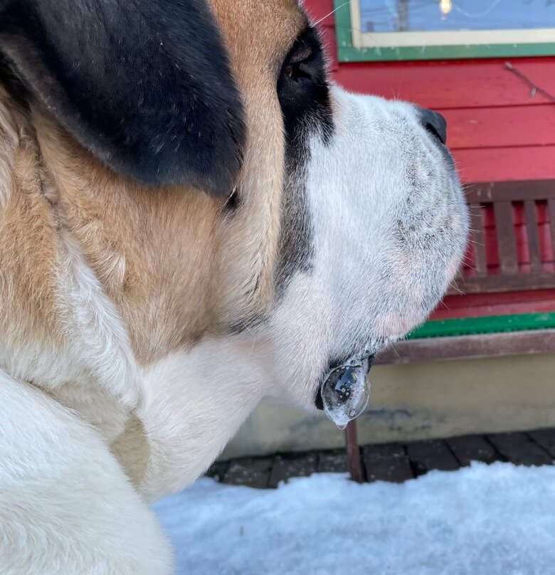 ホットドッグを食べる娘さんを見ながら…「（5）玉出」のダンテくん