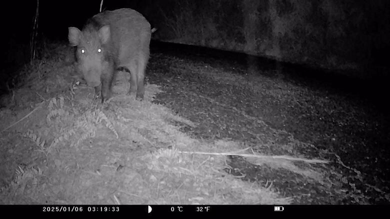 ゴルフ場の防犯カメラが捉えたイノシシ