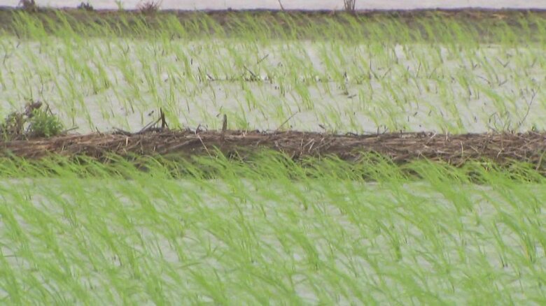 田植えを終えたばかりの田んぼ（佐賀市東与賀町）