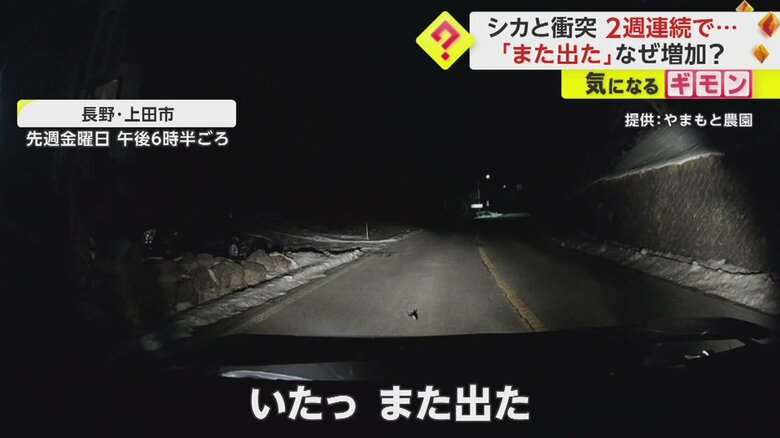 【ドライブレコーダー画像】シカと車の“衝突事故”の一部始終⑨