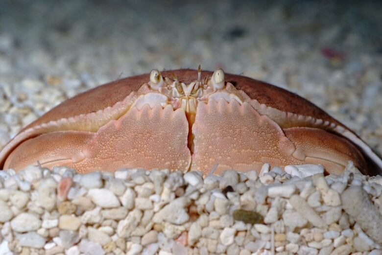 単色のマルソデカラッパ。こちらは現在は水族館にいない個体