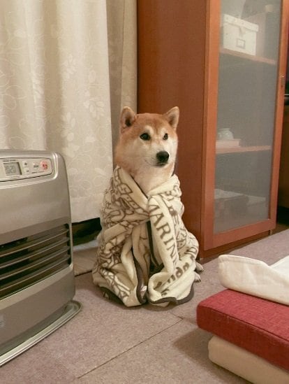 旦那さんにフリースで包んでもらった栗太郎くん。なんとも言えない表情がかわいい